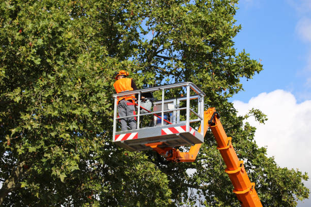 Why Choose Our Tree Removal Services in Plymouth, MI?